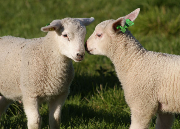 Schafe aus Neuseeland und Australien. Kvadrat Schafe Neuseeland Australien Wolle