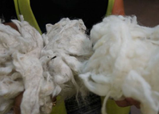 Sortierte hochwertige Wolle von Schafen aus Australien und Neuseeland. Hochwertige Wolle Kvadrat